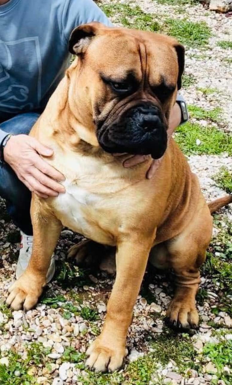 Bullmastiff sentado junto a su dueño