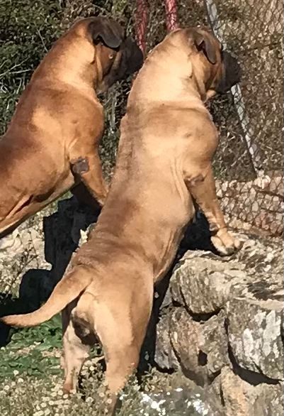 Bullmastiff bullmastiff subidos a un murete, mirando al otro lado