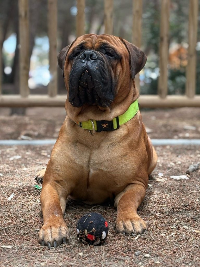 Bullmastiff tumbado mirando con atención