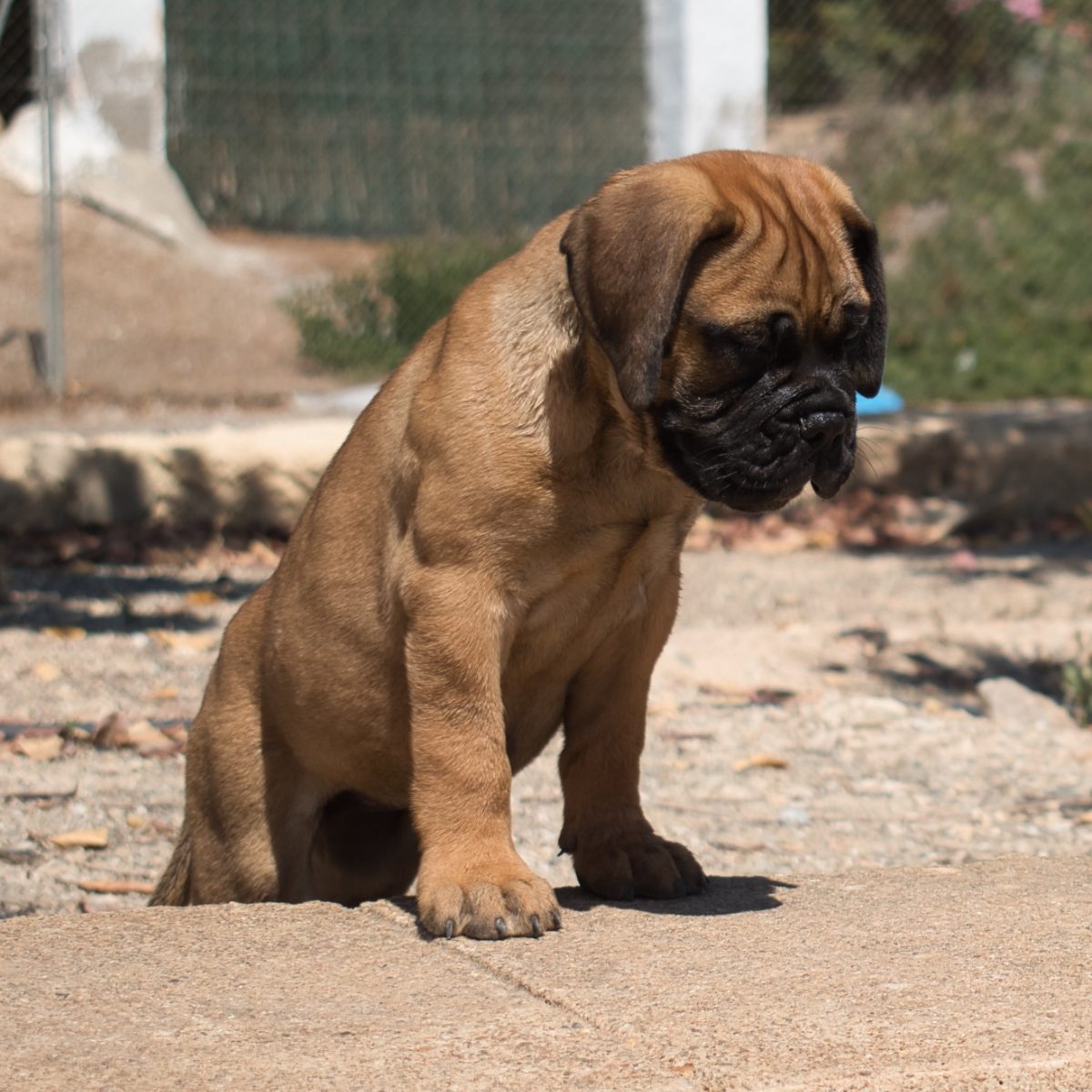 Cachorro bullmastiff subida a una acera con mirada atenta hacia abajo