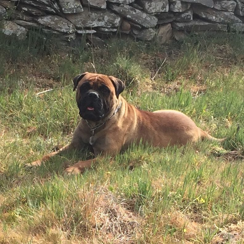 Bullmastiff tumbada en un cesped, mirando con atención