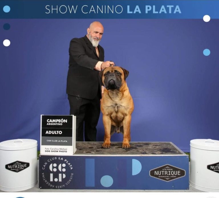 Bullmastiff subido a un podio, sujetado por su handler. De frente