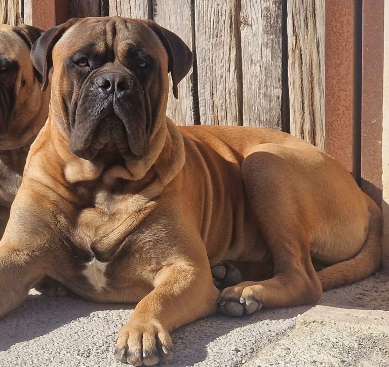 Bullmastiff tumbado 