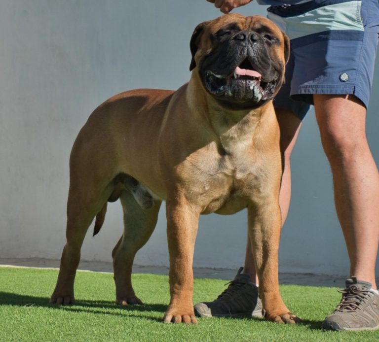 Byullmastiff en tres cuartos mirando a cámara