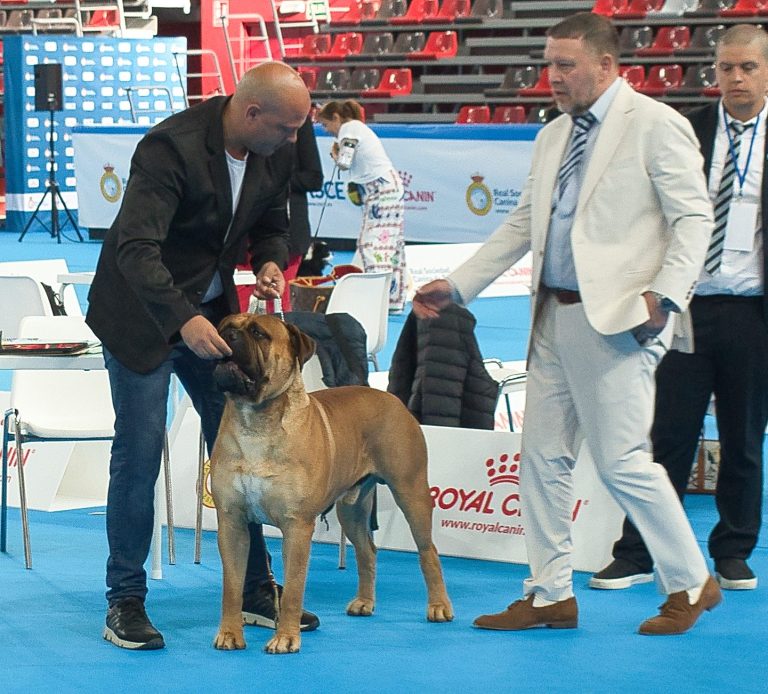 Bullmastiff posando en una exposición, junto al handler y el juez