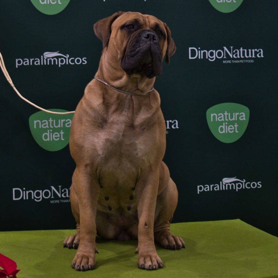 Bullmastiff Madrid Bullmastiff sentada en un podio