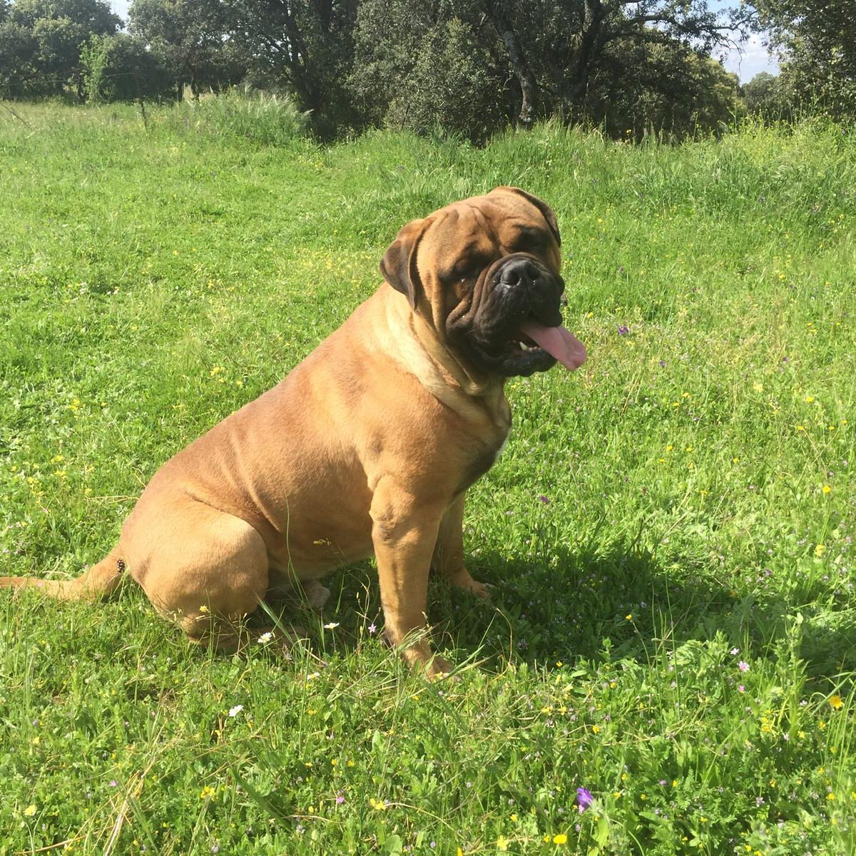 Bullmastiff en un prado, sentado de lado y mirando al frente