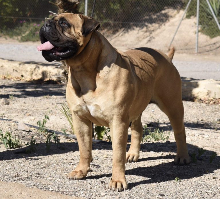 Bullmastiff en Almería Bullmastiff muy fuerte de pie y mirando hacia arriba