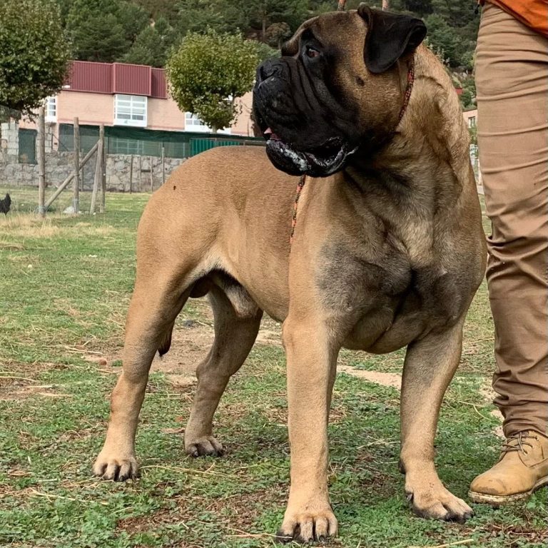 Bullmastiff en tres cuartos, mirando hacia atrás