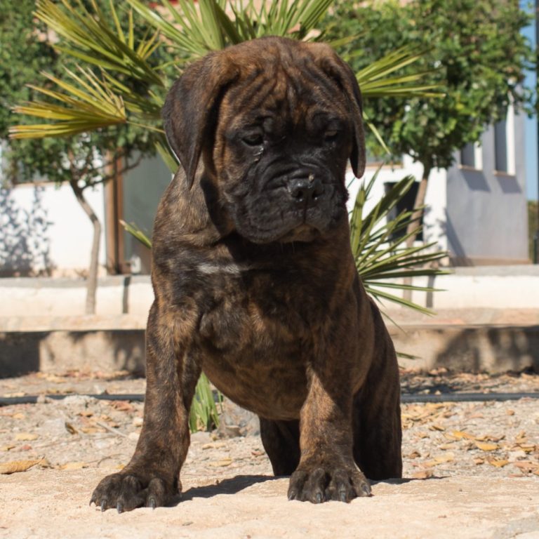 Cachorro bullmastiff en Almería Cachorro Bullmastiff atigrado subido en un poyete
