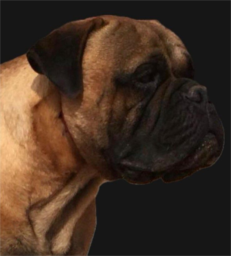 Cabeza de Bullmastiff mirando hacia la derecha