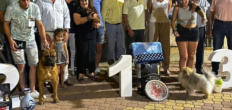 Bullmastiff en segunda posición en pódium de un concurso