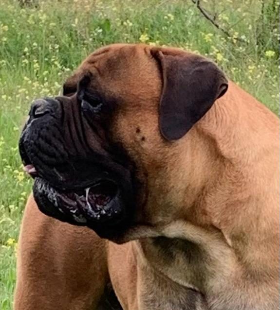 cabeza de bullmastiff girada hacia la izquierda