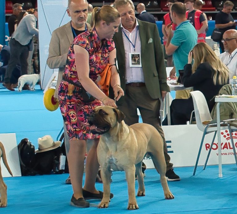 Bullmastiff Granada Bullmastsiff posando en exposición