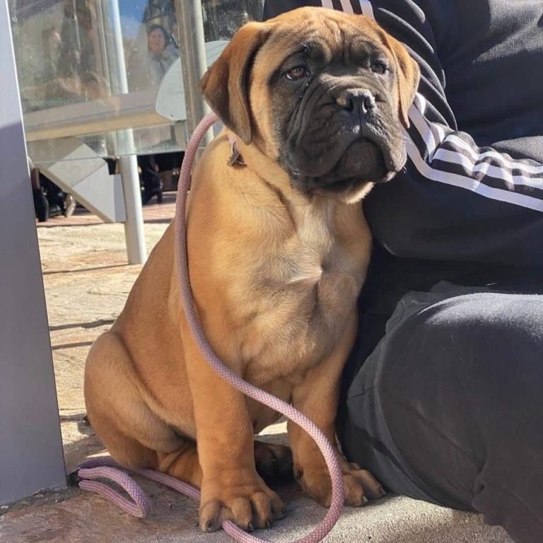 Cachorro de bullmastiff sentado y mirando al horizonte