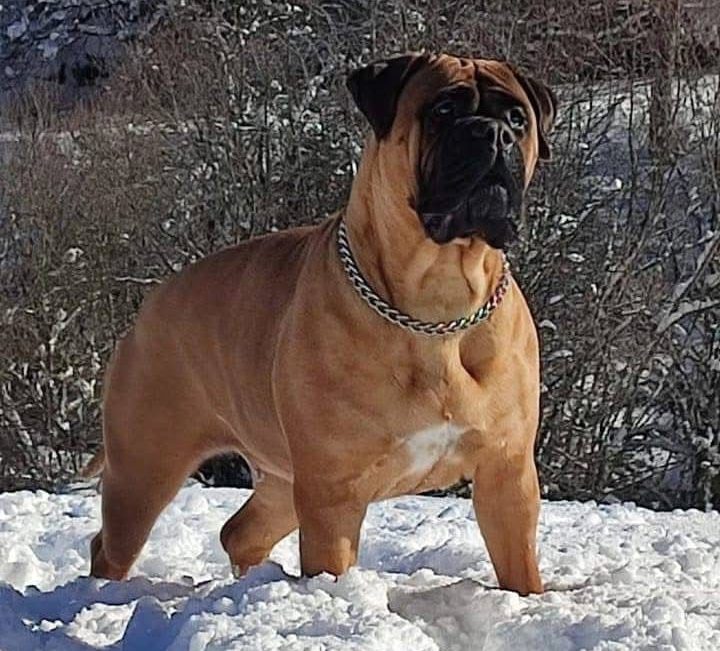 Bullmastiff en la nieve, mirando al horizonte y con posición de alerta.