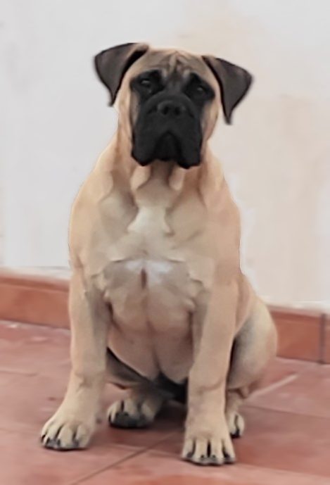 Cachorro de Bullmastiff Cachorro de bullmastiff sentada de frente