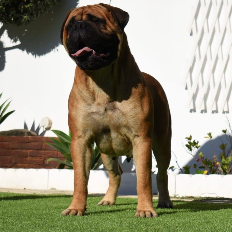Babieca de Tizona y Colada bullmastiff posando de frente
