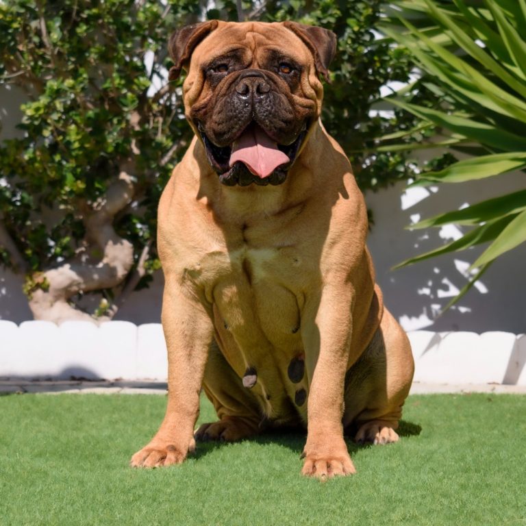 Bullmastiff campeón Bullmastiff sentada mirando de frente