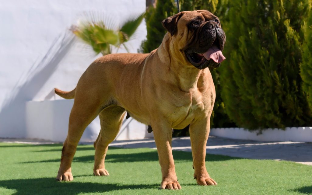 Bullmastiff Andalucía Bullmastiff plantada en tres cuartos