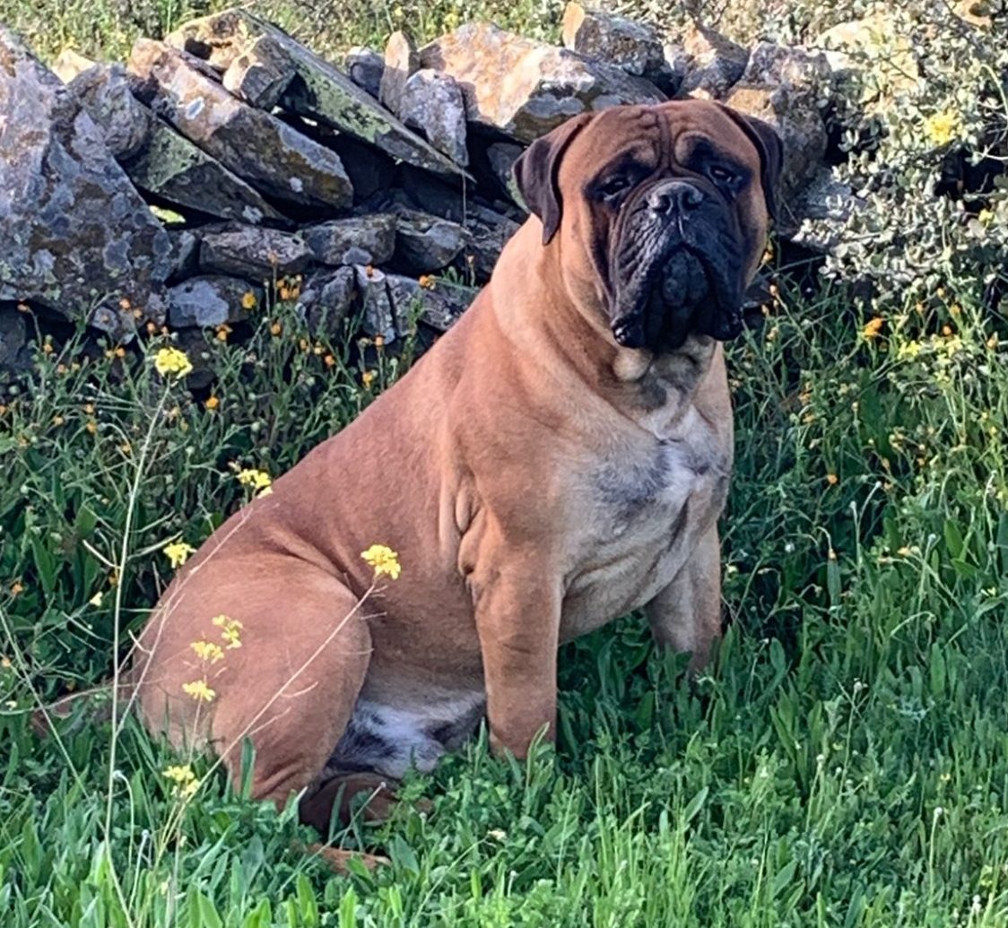 Bullmastiff sentado en el campo, con fondo de piedra y mirando a la cámara