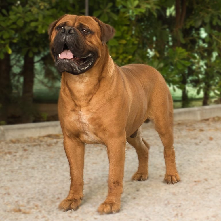 Bullmastiff rojo esperando una orden