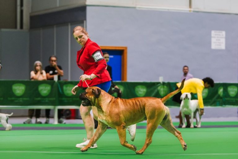 bullmastiff moviendose por un ring con energía y dinamismojunto a la handler